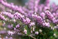 Darley Dale heath Erica Erica darleyensis Kramerâs Rote, lilac pink flowering heather